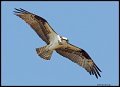 _4SB9839 osprey